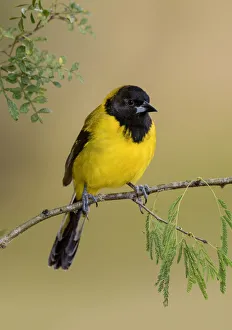Orioles Prints: Audubons Oriole (Icterus graduacauda) perched on a branch, Texas, USA