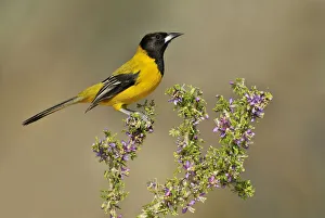 Orioles Prints: Audubons Oriole (Icterus graduacauda), Texas, USA
