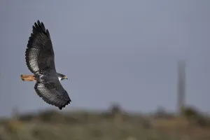 Augur Buzzard (Buteo augur) flying, Bale Mountains National Park, Ethiopia Augur Buzzard (Buteo augur) flying, Bale Mountains National Park, Ethiopia