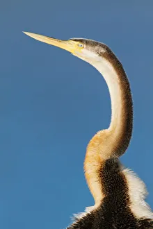 Australasian Darter (Anhinga novaehollandiae), Victoria, Australia