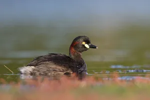 Australasian Grebe (Tachybaptus novaehollandiae), Victoria, Australia