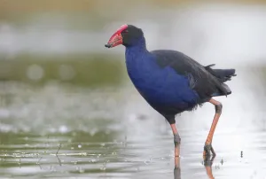 Australasian Swamphen (Porphyrio melanotus melanotus), Victoria, Australia