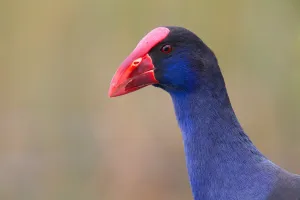 Australasian Swamphen (Porphyrio melanotus melanotus), Australia