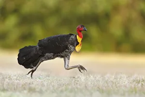 Australian Brushturkey (Alectura lathami) male running, Queensland, Australia Australian Brushturkey (Alectura lathami) male running, Queensland, Australia