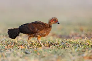 Australian Brushturkey (Alectura lathami) juvenile, Queensland, Australia