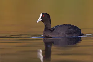 Coots Prints: Australian Coot (Fulica atra australis), Victoria, Australia
