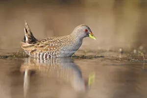 Australian Crake (Porzana fluminea), Western Australia, Australia Australian Crake (Porzana fluminea), Western Australia, Australia