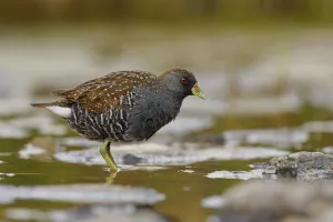 Australian Crake (Porzana fluminea), Australian Capital Territory, Australia