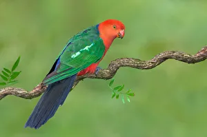 Australian King Parrot (Alisterus scapularis) male, Victoria, Australia Australian King Parrot (Alisterus scapularis) male, Victoria, Australia