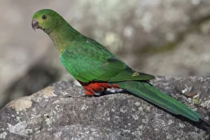 Australian King Parrot (Alisterus scapularis) female, Australia