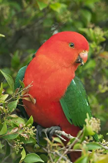 Australian King Parrot (Alisterus scapularis) male, Lamington National Park, Queensland