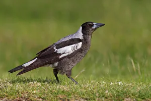 Australia Prints: Australian Magpie (Gymnorhina tibicen), Australia