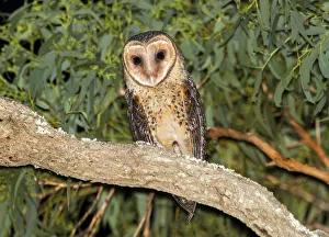 Australian Masked Owl (Tyto novaehollandiae), New South Wales, Australia Australian Masked Owl (Tyto novaehollandiae), New South Wales, Australia