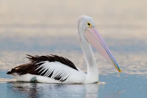 Australian Pelican (Pelecanus conspicillatus), Victoria, Australia Australian Pelican (Pelecanus conspicillatus), Victoria, Australia