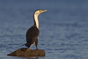 Australian Pied Cormorant (Phalacrocorax varius), Victoria, Australia Australian Pied Cormorant (Phalacrocorax varius), Victoria, Australia
