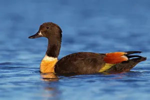 Australian Shelduck (Tadorna tadornoides), Western Australia, Australia Australian Shelduck (Tadorna tadornoides), Western Australia, Australia