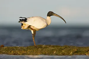 Australian White Ibis (Threskiornis molucca), Victoria, Australia