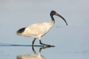 Australian White Ibis (Threskiornis molucca), Victoria, Australia