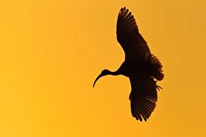 Australian White Ibis (Threskiornis molucca) flying, Victoria, Australia