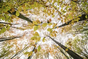 Autumn Prints: Autumn-colours foliage of a Beech (Fagus sp)