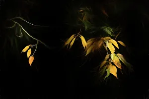 Creative Prints: Autumn leaves against a black background, The Netherlands