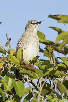 December Prints: Bahama Mockingbird (Mimus gundlachii), Cuba