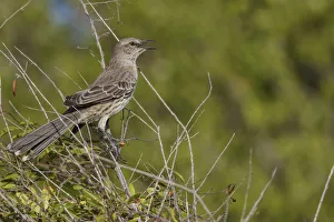 December Prints: Bahama Mockingbird (Mimus gundlachii) singing, Cuba