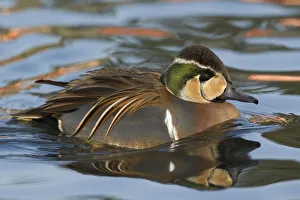 Baikal Teal (Sibirionetta formosa) male, Schleswig-Holstein, Germany Baikal Teal (Sibirionetta formosa) male, Schleswig-Holstein, Germany