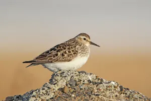 Sandpipers Prints: Bairds Sandpiper (Calidris bairdii) female, Alaska, USA
