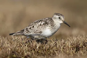 Sandpipers Prints: Bairds Sandpiper (Calidris bairdii) male, Alaska, USA