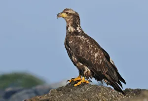 Bald Eagle (Haliaeetus leucocephalus), British Columbia, Canada