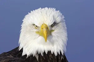 Accipitridae Prints: Bald Eagle (Haliaeetus leucocephalus), Alaska, USA