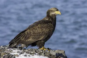 Accipitridae Prints: Bald Eagle (Haliaeetus leucocephalus) juvenile, Alaska, USA