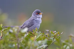 Balearic Warbler (Sylvia balearica)