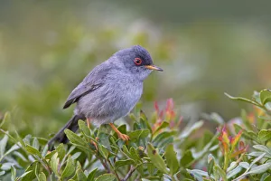 Balearic Warbler (Sylvia balearica)