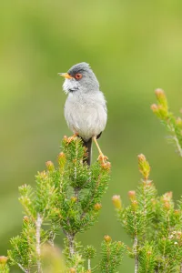 Sylviidae Prints: Balearic Warbler (Sylvia balearica) male, Mallorca, Spain