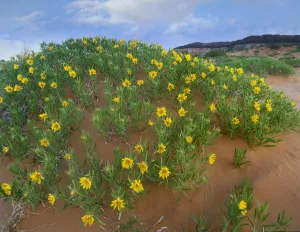 Balsamroot Sunflower (Balsamorhiza sagittata) flowering on beach, Coral Pink Sand Dunes State Park