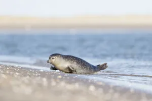 Netherlands Prints: Baltic ringed seal (Pusa hispida) in water near a sandy beach