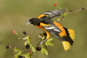 Baltimore Oriole (Icterus galbula) male, Texas, USA