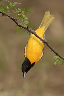 Orioles Prints: Baltimore Oriole (Icterus galbula) male perched on a branch, Texas, USA
