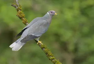 Band-tailed Pigeon (Patagioenas fasciata), British Columbia, Canada Band-tailed Pigeon (Patagioenas fasciata), British Columbia, Canada