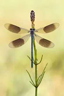 Macro Prints: Banded Demoiselle (Calopteryx splendens) male with open wings on Field Horsetail