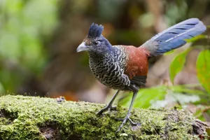 Cuculidae Prints: Banded Ground Cuckoo (Neomorphus radiolosus), Ecuador