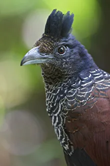 Banded Ground Cuckoo (Neomorphus radiolosus), Ecuador