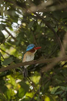 Banded Kingfisher (Lacedo pulchella), Khao Yai National Park, Thailand Banded Kingfisher (Lacedo pulchella), Khao Yai National Park, Thailand