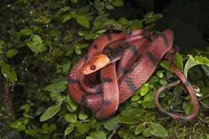 Banded Tree Snake (Tripanurgos compressus), Yasuni National Park, Amazon Rainforest