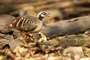 Bar-backed Partridge (Arborophila brunneopectus), Bangkok, Thailand Bar-backed Partridge (Arborophila brunneopectus), Bangkok, Thailand