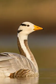 Utrecht Prints: Bar-headed Goose (Anser indicus), Utrecht, The Netherlands