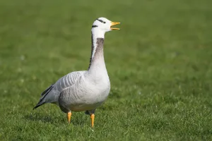 Anatidae Prints: Bar-headed Goose (Anser indicus) calling, The Netherlands