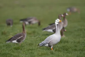 March Prints: Bar-headed Goose (Anser indicus) and Greater White-fronted Geese (Anser albifrons)